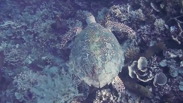 Meeresschildkröte im Riff — Stockvideo