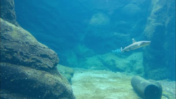 Meeresräuber schwimmen unter Wasser — Stockvideo