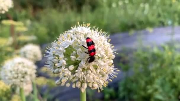 Płytkie skupienie owadów na białym kwiatku — Wideo stockowe