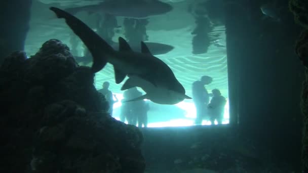 Акула в аквариуме — стоковое видео