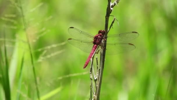 Foco raso de libélula vermelha no ramo treem — Vídeo de Stock