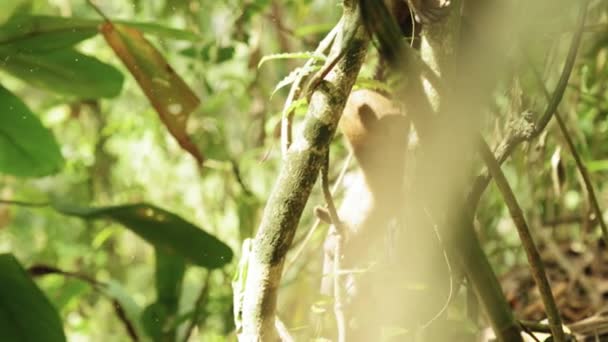 Imágenes en cámara lenta de un oso hormiguero bajando de una rama — Vídeo de stock