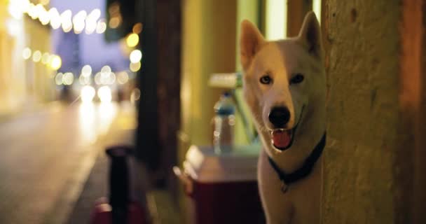 Zeitlupenaufnahmen eines weißen Hundes auf Wache, der seinen Mund öffnet — Stockvideo