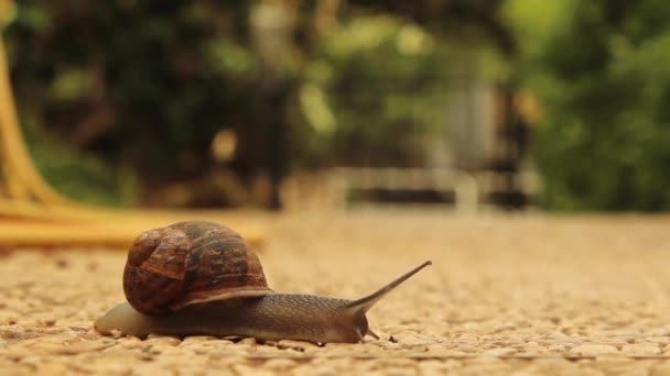 Snail crossing the road — Stock Video
