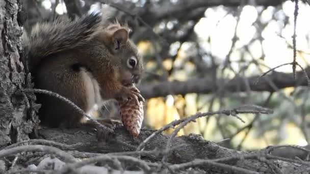 Esquilo ocupado comer — Vídeo de Stock