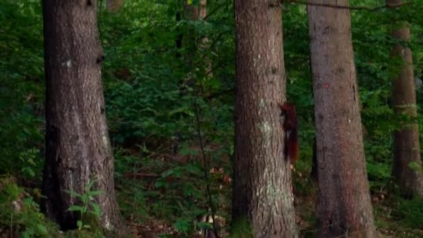 Esquilo subindo e caminhando na floresta — Vídeo de Stock