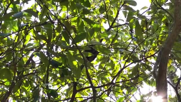 Wiewiórka zakamuflowana przez liście — Wideo stockowe