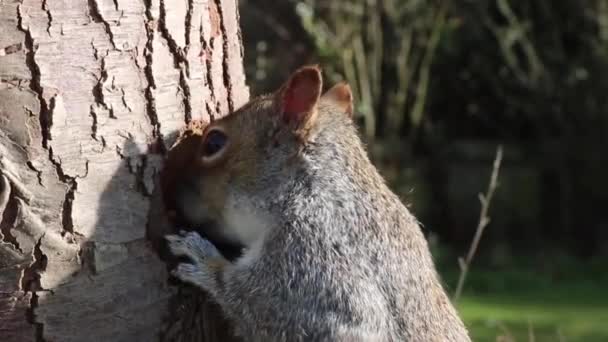 Esquilo comendo de tronco de árvore — Vídeo de Stock