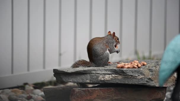 Wiewiórka jedząca orzeszki ziemne — Wideo stockowe