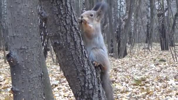 Esquilo comendo na árvore — Vídeo de Stock