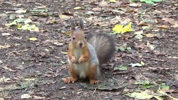 Esquilo procurando comida — Vídeo de Stock