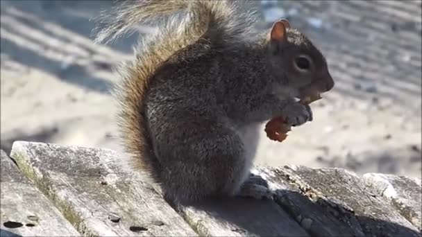 Squirrel munching on something — Stock Video