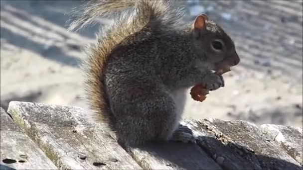 Ardilla comiendo algo — Vídeo de stock