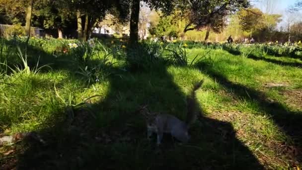 Wiewiórka biegająca po trawie po parku — Wideo stockowe