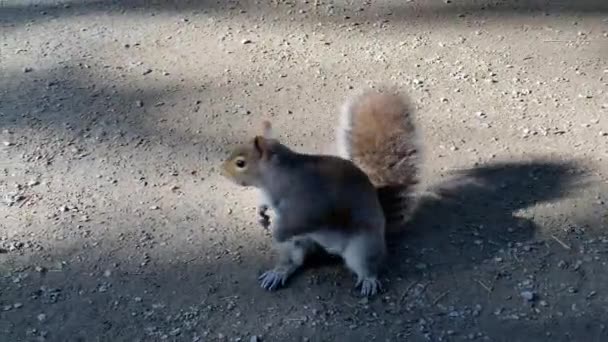 Wiewiórka na drodze uciekająca przed nadchodzącym rowerem — Wideo stockowe