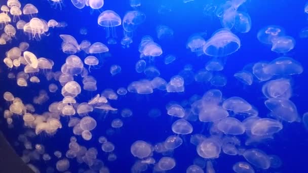 roj medúz vystavených ve velkém akváriu