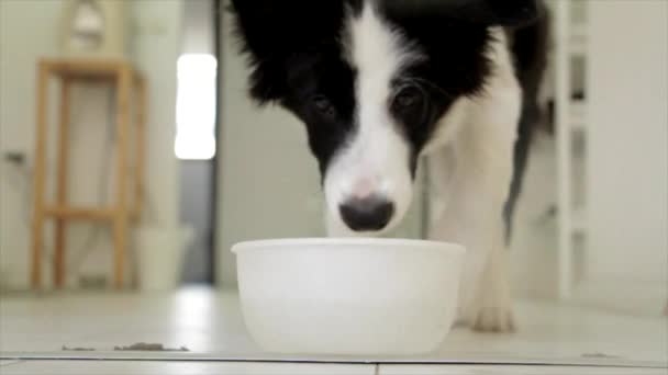 Thirsty black and white dog — Stock Video