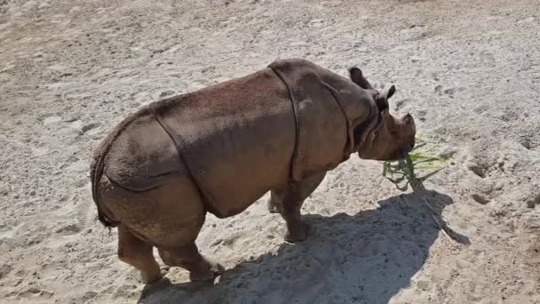 Vista superior de un rinoceronte alimentándose de una rama frondosa — Vídeos de Stock