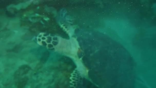 Suivre une tortue nageant sous le fond marin — Video