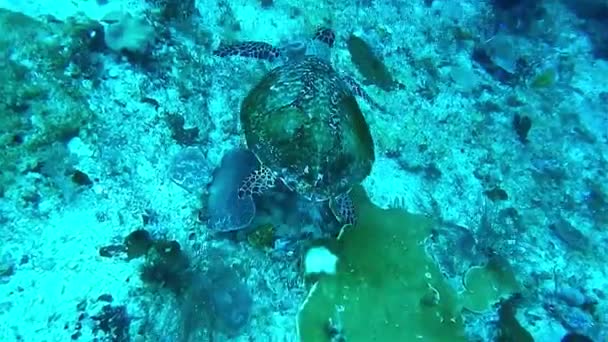 Черепаха под водой — стоковое видео