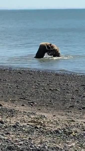 Dwa niedźwiedzie nad jeziorem Clark National Park Alaska — Wideo stockowe