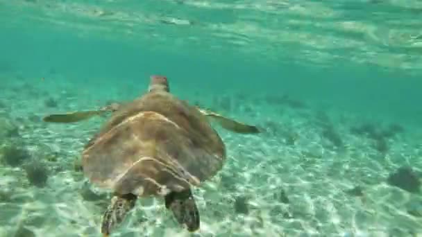 Želva plavající v oceánu — Stock video