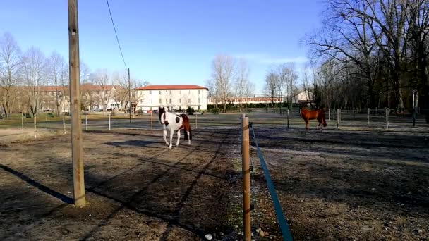 Dva koně na volném prostranství — Stock video
