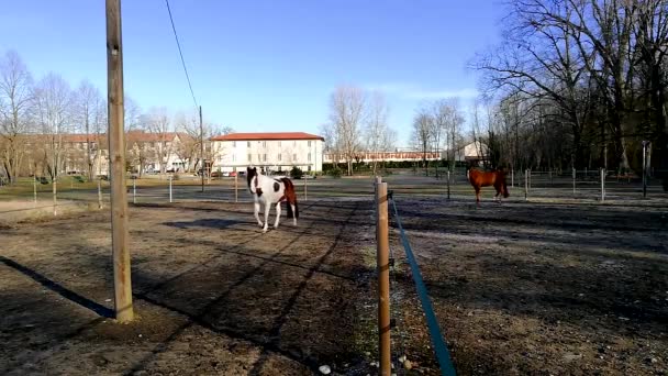 Two horses in an open area — Stock Footage Two horses in an open area Stock Footage