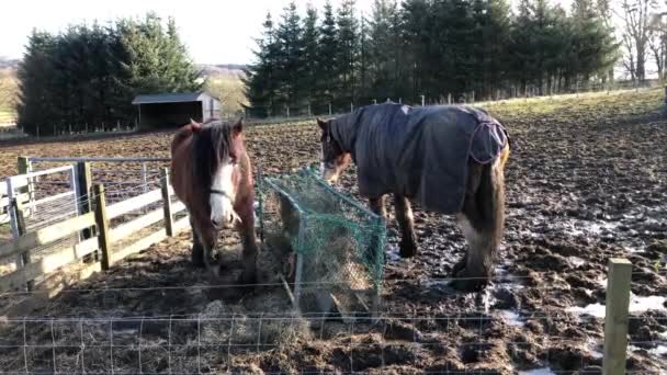 Dos caballos alimentándose de hierba seca en un rancho — Vídeos de Stock