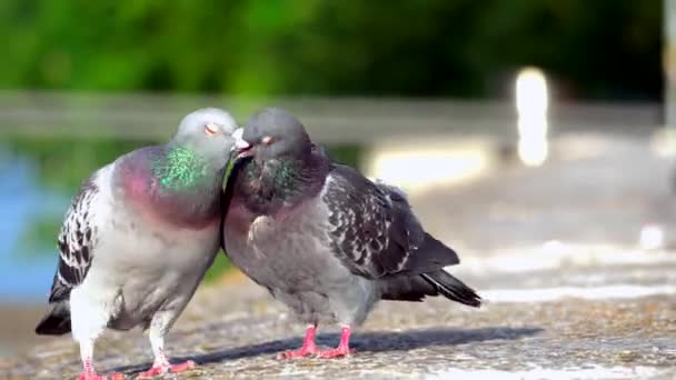 Deux pigeons au sol — Video