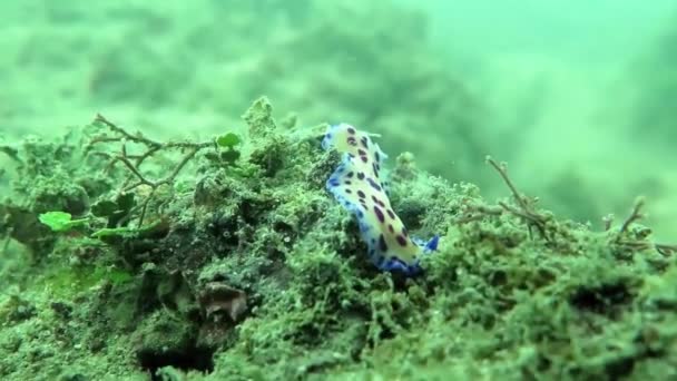 Fotografía submarina de diferentes especies marinas — Vídeo de stock