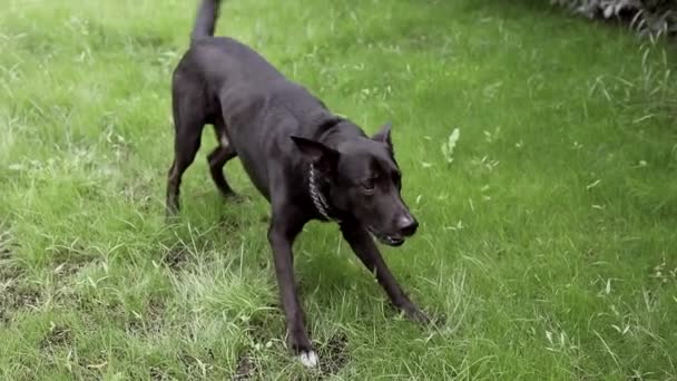 Loslaten van het huisdier hond buiten — Stockvideo