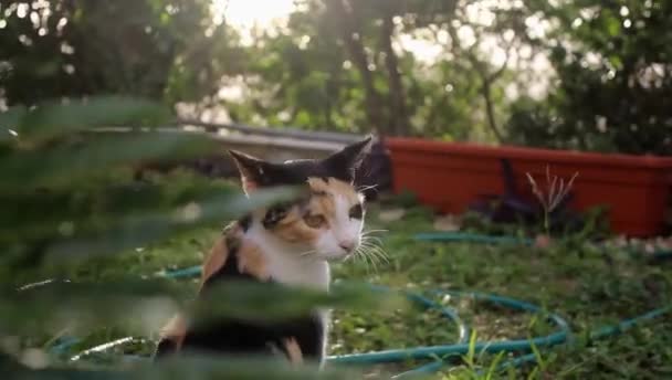 Video einer Katze in der Nähe von Pflanzen — Stockvideo