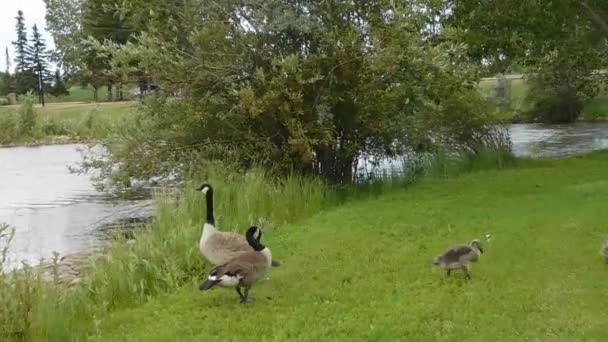 Video van eenden op gras — Stockvideo