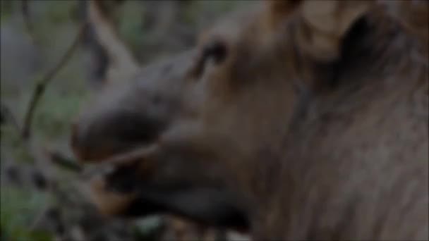 Vídeo de comer ciervos — Vídeo de stock