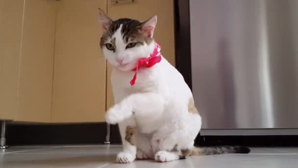 Видео забавной кошки — стоковое видео