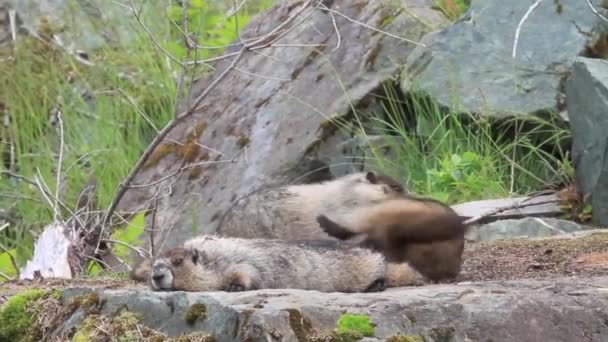 Video van marmotten vechten en spelen — Stockvideo