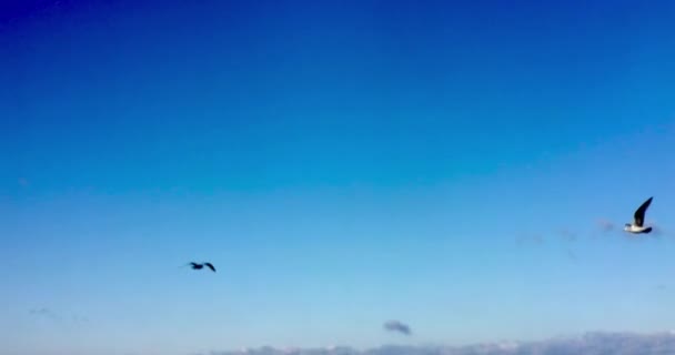 Beobachten einer Gruppe von Vögeln beim gemeinsamen Fliegen — Stockvideo