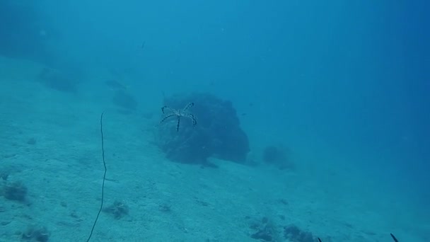 Pohled na chobotnici pod vodou — Stock video