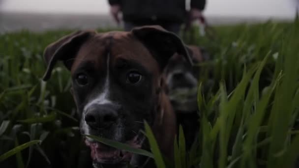 Passear os cães no campo — Vídeo de Stock