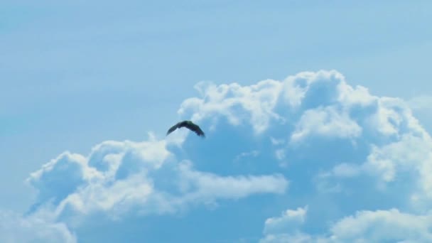 Dem Adler beim Fliegen zusehen — Stockvideo