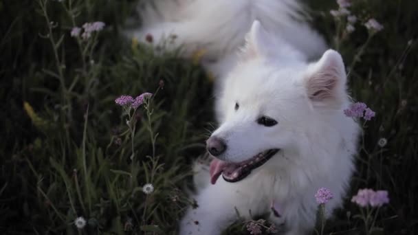 Білий собака лежить на зеленій траві — стокове відео
