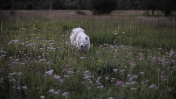 Perro blanco jugando en el prado — Vídeo de stock