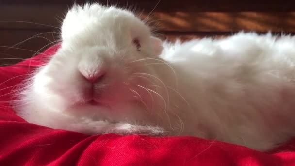 Bílý králík v zblízka — Stock video