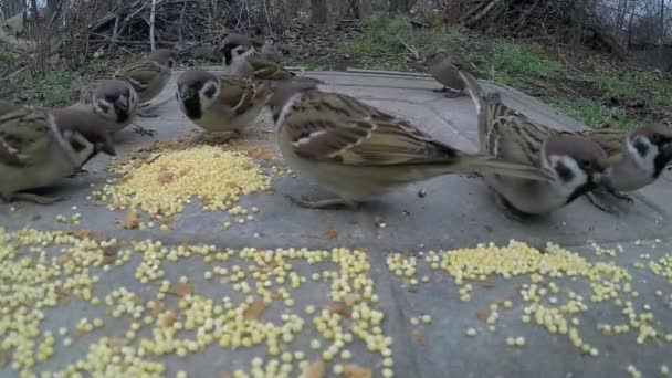 Wilde mussen die vogelzaad eten geplaatst op een metalen oppervlak — Stockvideo