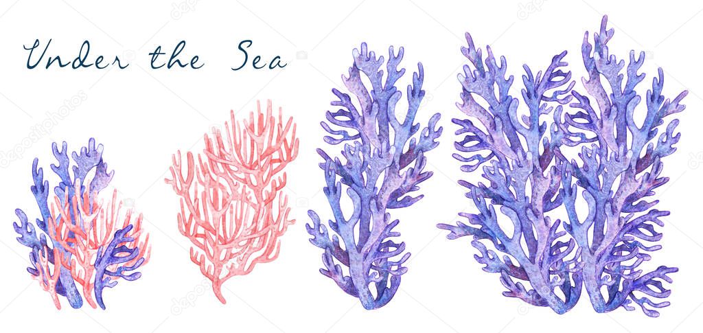 Watercolor colorful illustration of underwater exotic pink, purple and lilac coral samples