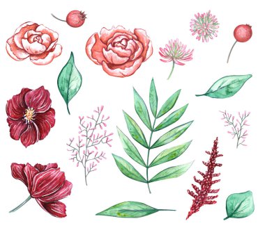 Elle çizilmiş suluboya çiçek seti. Parlak zarif elementlerle süslü çiçek süslemeleri. Şakayıklar. şakayıklar, yapraklar, vs. Davetiyeler, kartlar ya da çıkartmalar için harika