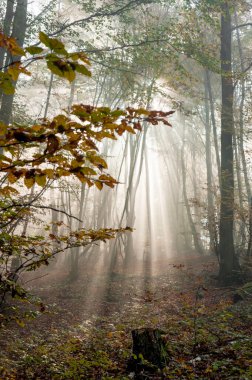 Sabah güneşinde orman