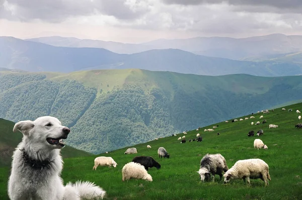 four-legged sheep guard