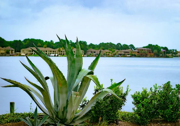 Yucca Plant Banks Lake Conroe Texas Stock Image